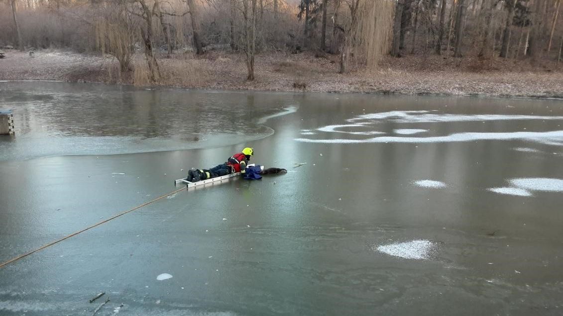 Zcela vyčerpanou vydru přimrzlou k rybníku v Havlíčkově Brodě zachraňovali hasiči